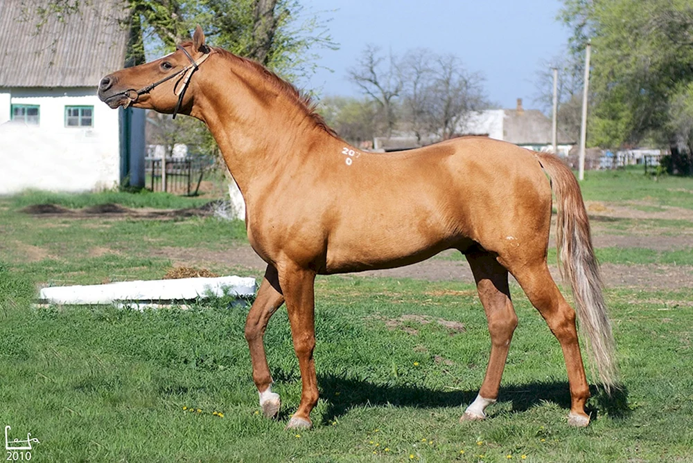 Donchak Pferderasse