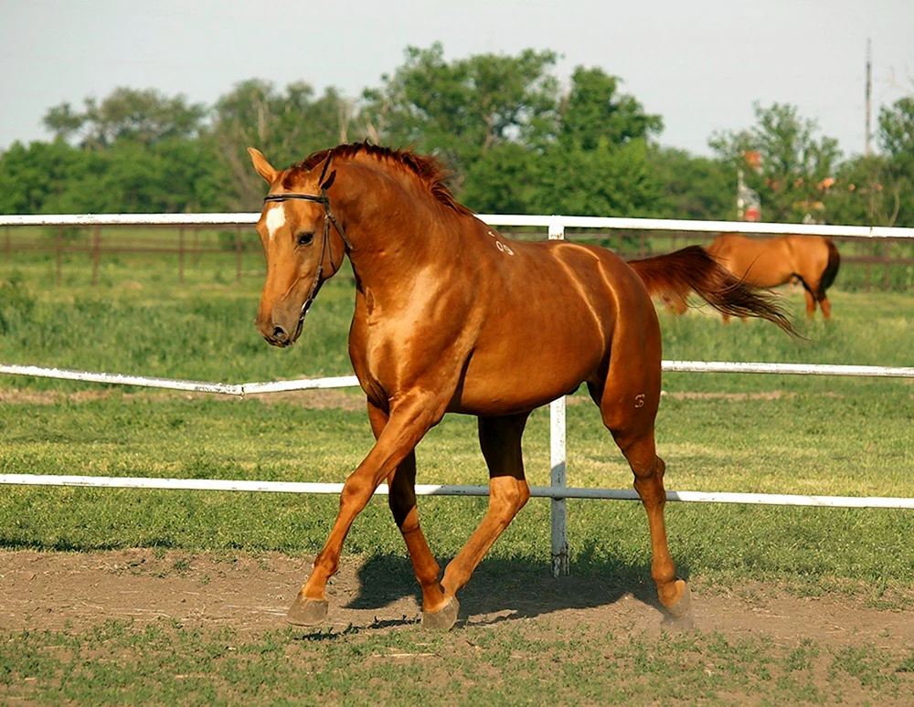 Donchak Pferderasse