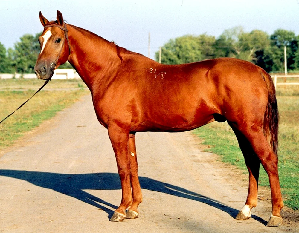 Donchak Pferderasse