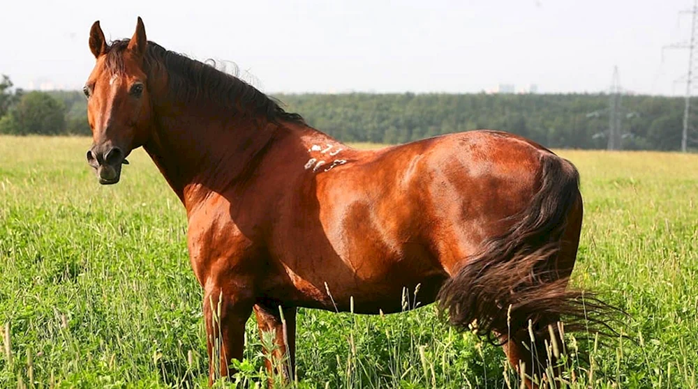Donchak Pferderasse