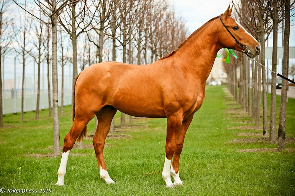 Donchak Pferderasse