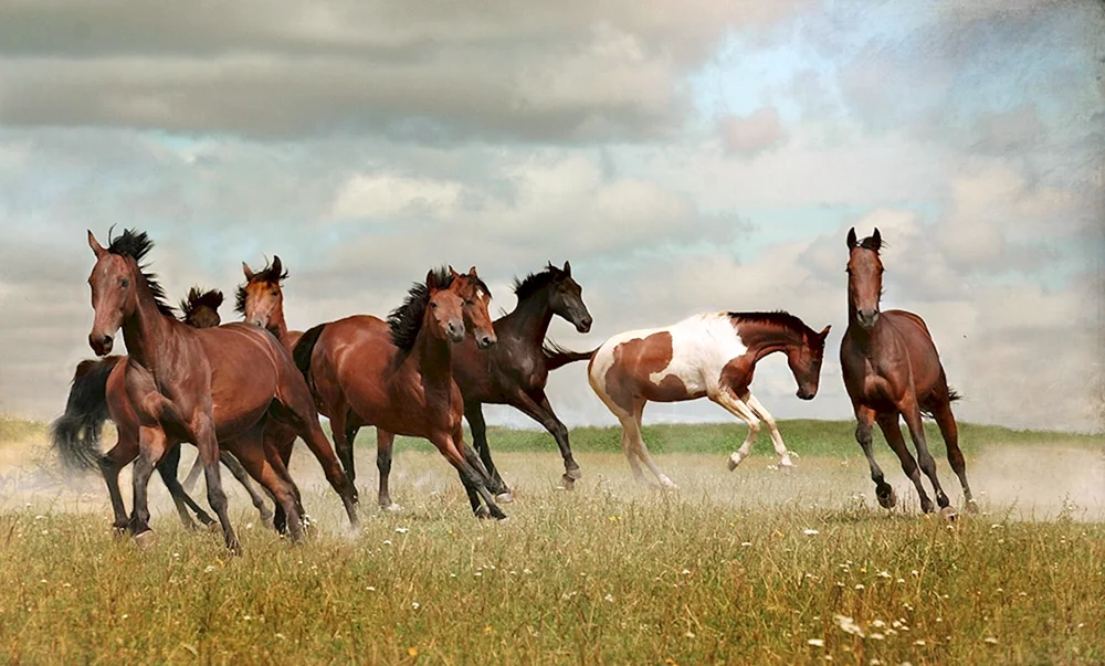 Mustangs Wildpferde