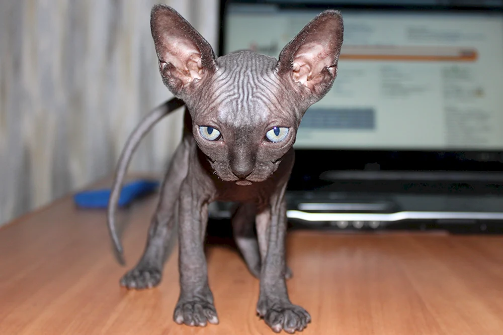 Don sphynx brash