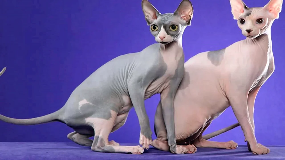 Sphynx-Katzenrasse