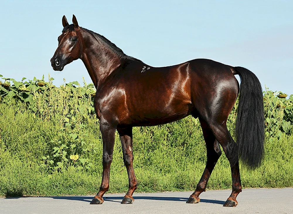 Pferderasse Donchak