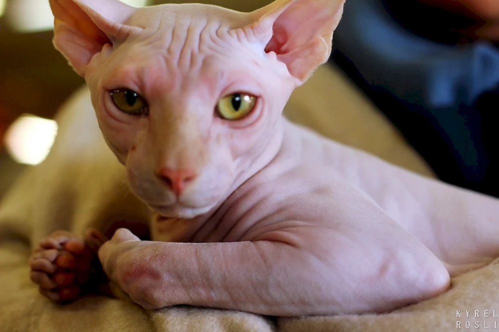 Don Sphynx