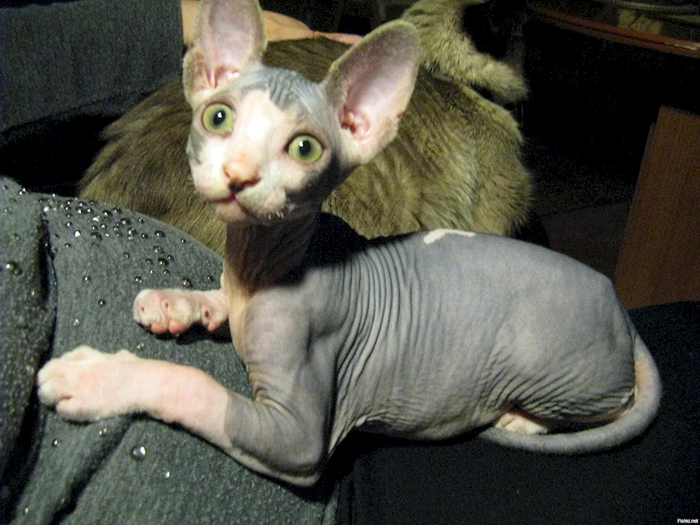 Lustige Sphynx