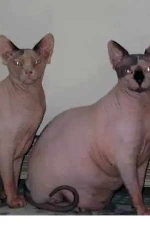 Don sphynx