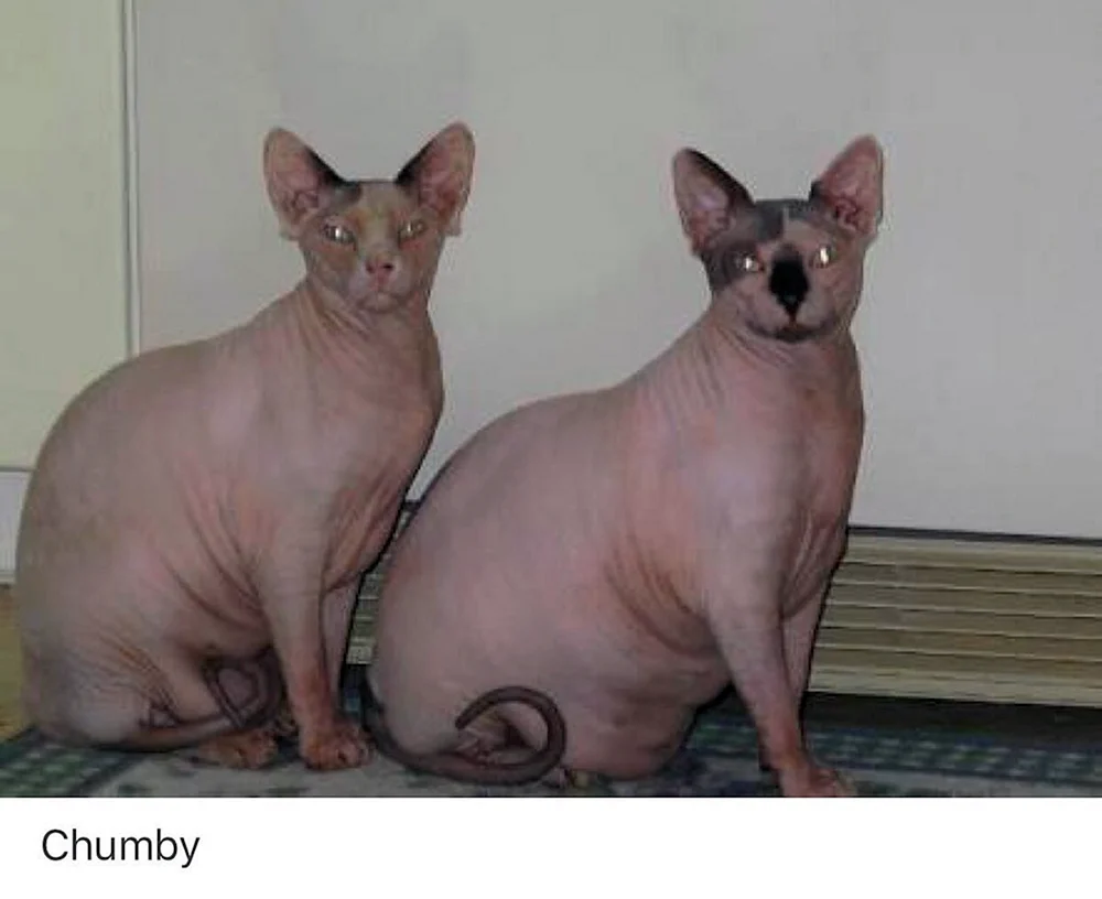 Don sphynx