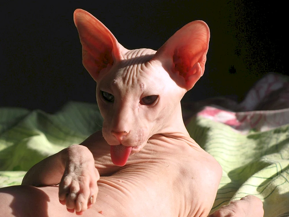Degyptische sphynx