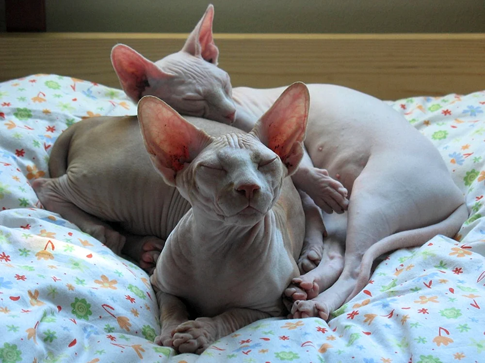 Deon sphynx