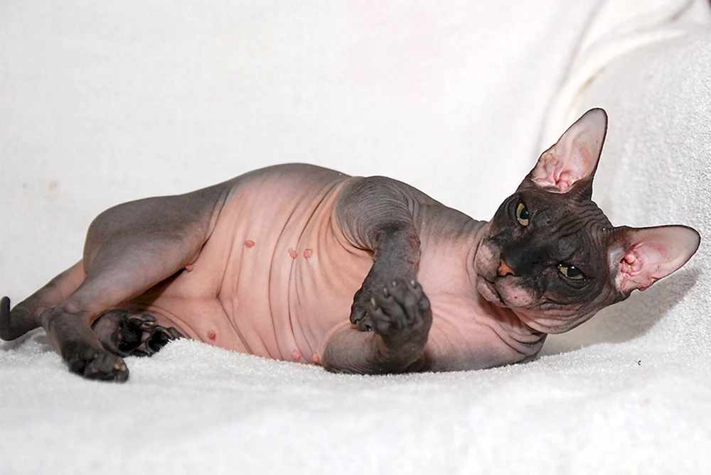 Don sphynx