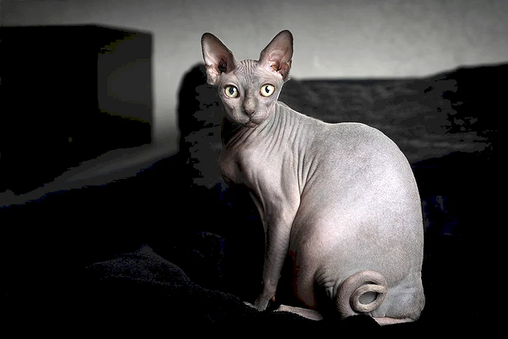 Kanadische sphynx