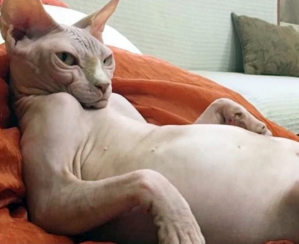 Trächtige sphynx Katze