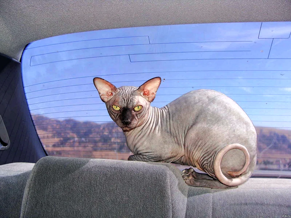 Sphynx Katze