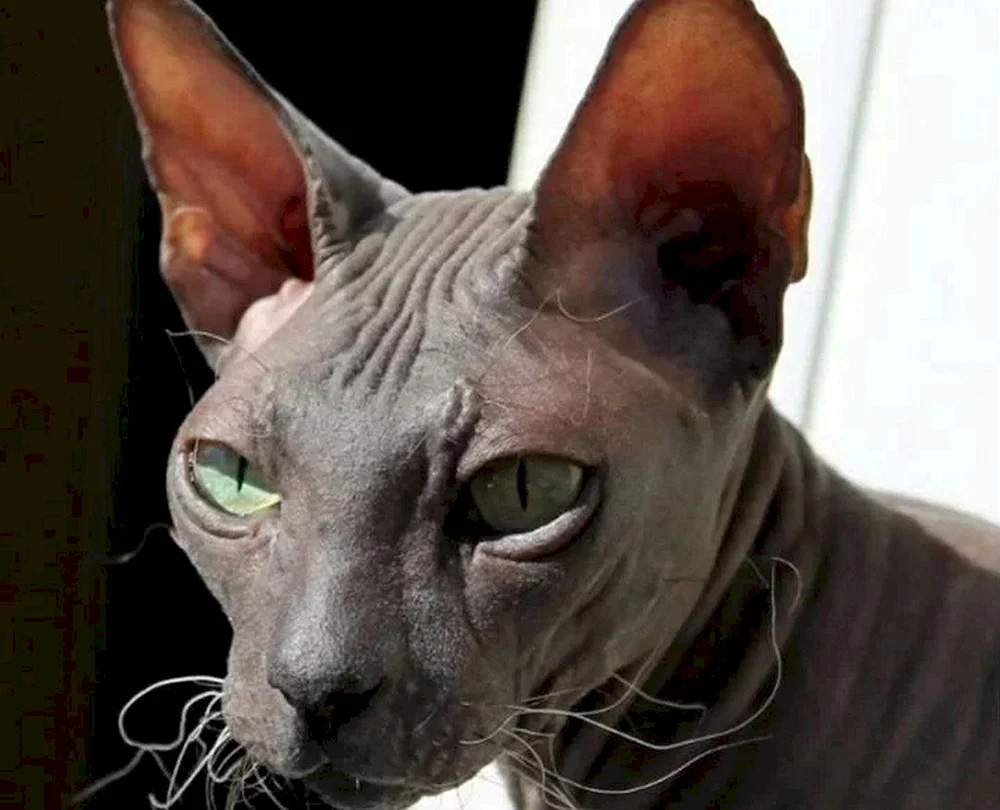 Katze Sphynx