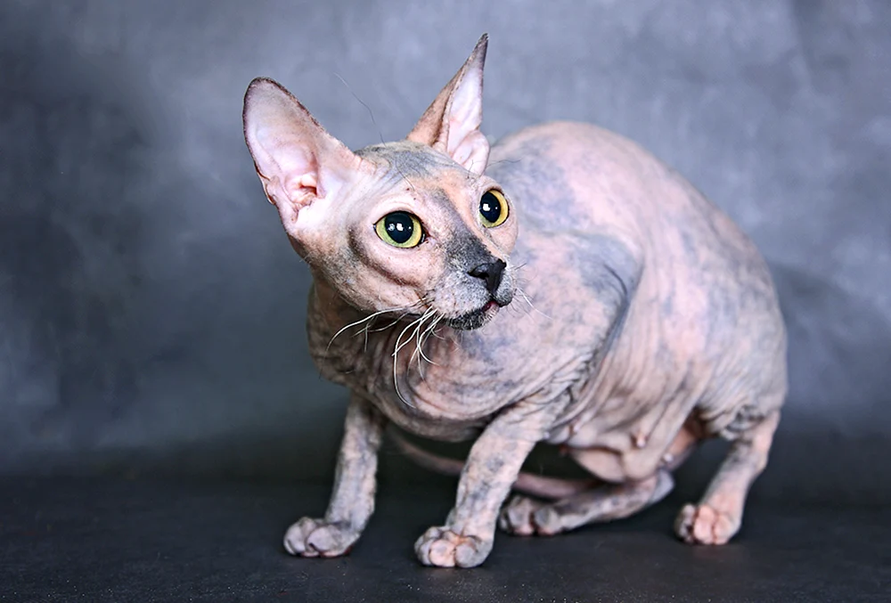 Kanadische Sphynx Katze