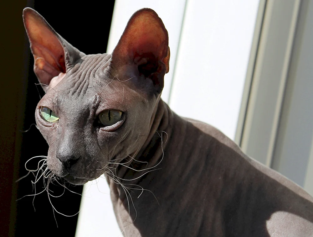 Sphynx bras