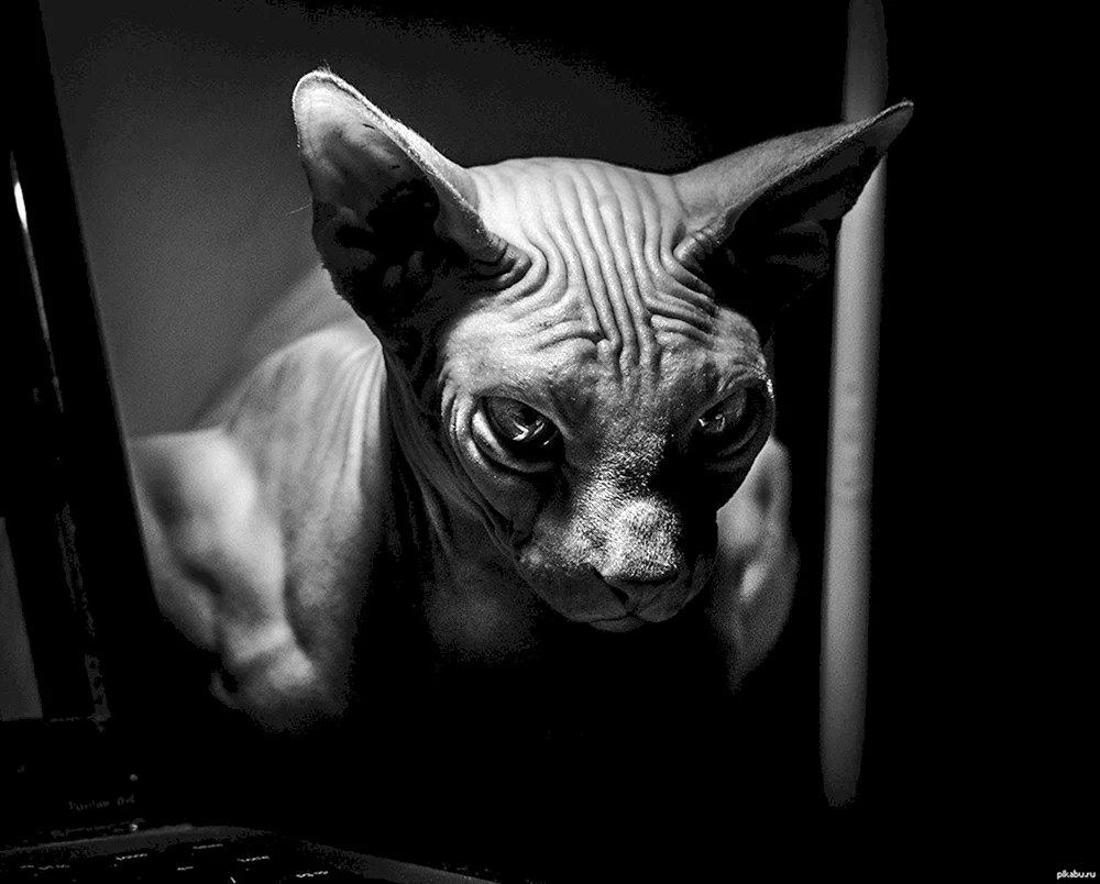 Don sphynx Katze