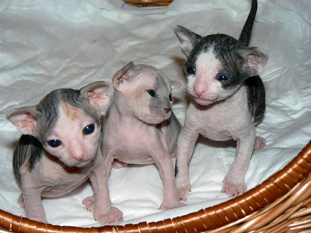 Don Sphynx