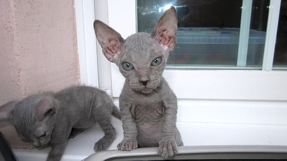 Don Sphynx bras