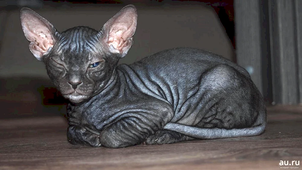 Sphynx brash