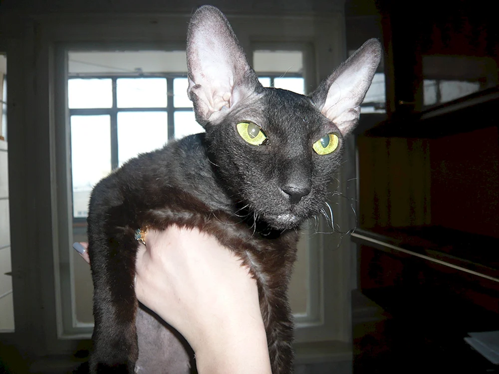 Don Sphynx velour brash
