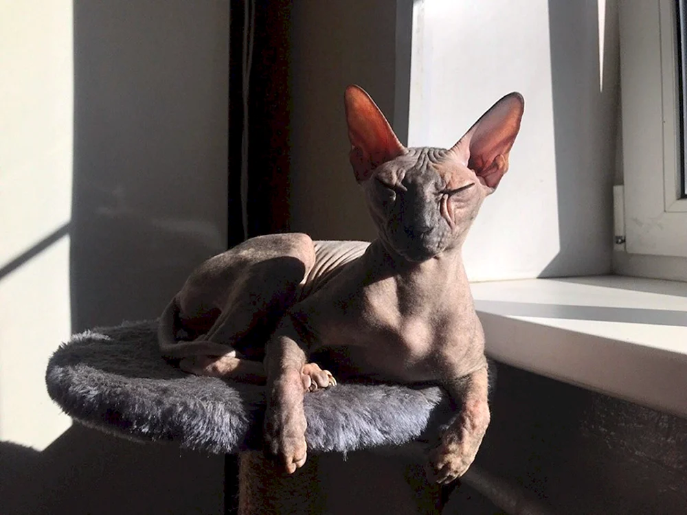 Don sphynx brash velour