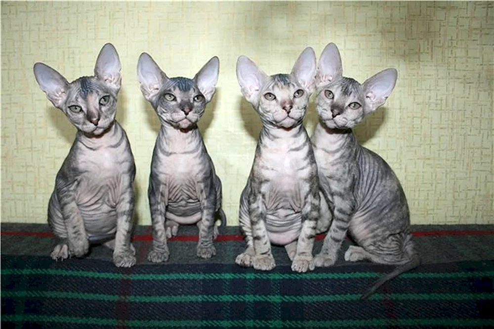 Don sphynx brash