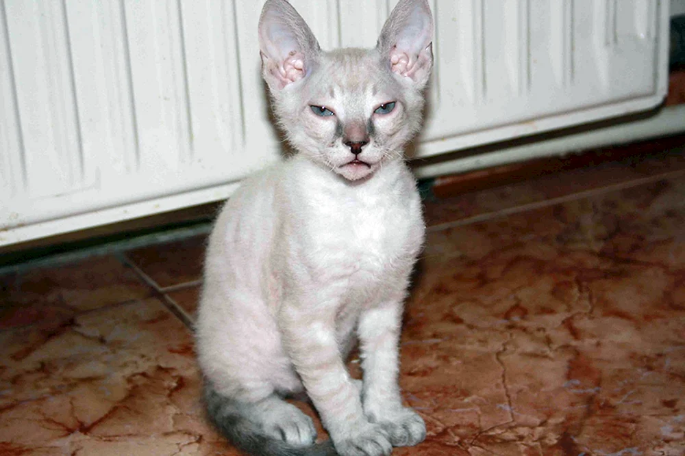 Cornish rex bras