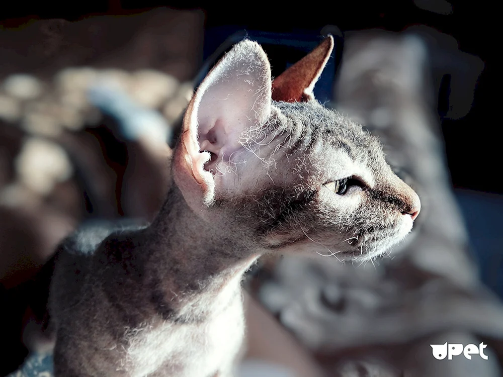 Don sphynx bras