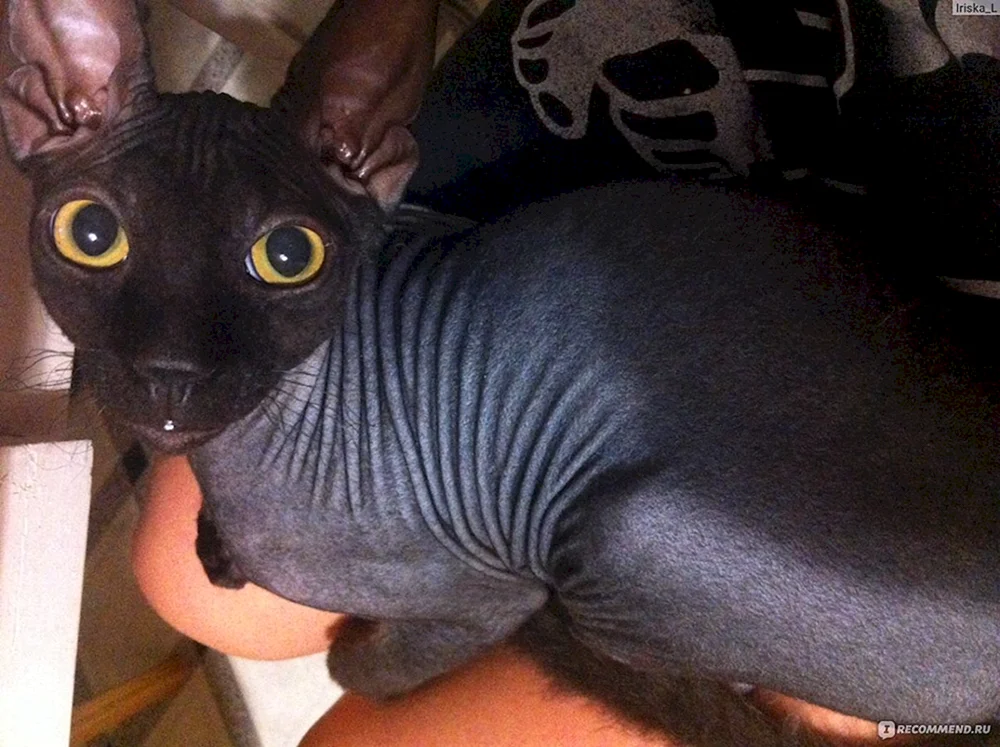 Don sphynx bras