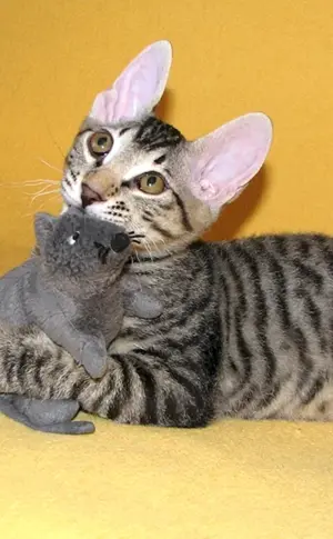 Don sphynx brash