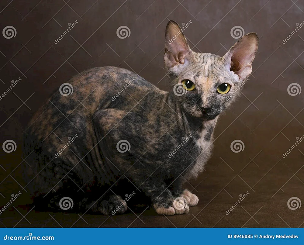 Don Sphynx Brachy