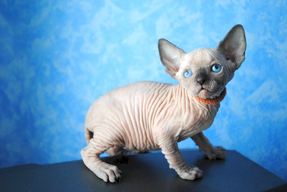 Devon Rex Katze