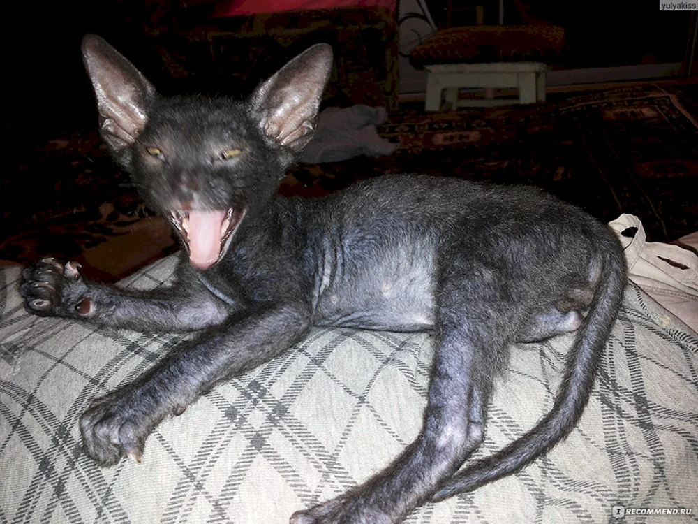 Don sphynx Cornish