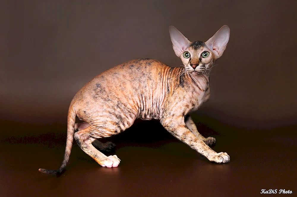 Kanadische sphynx