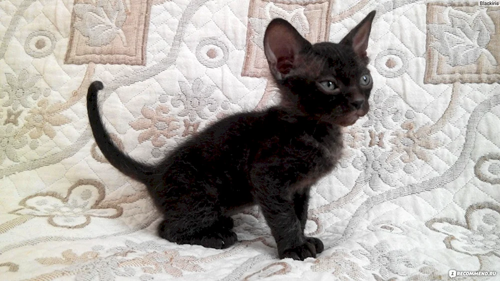Don Sphynx BHs