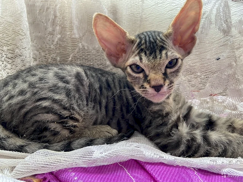 Don Sphynx BHs