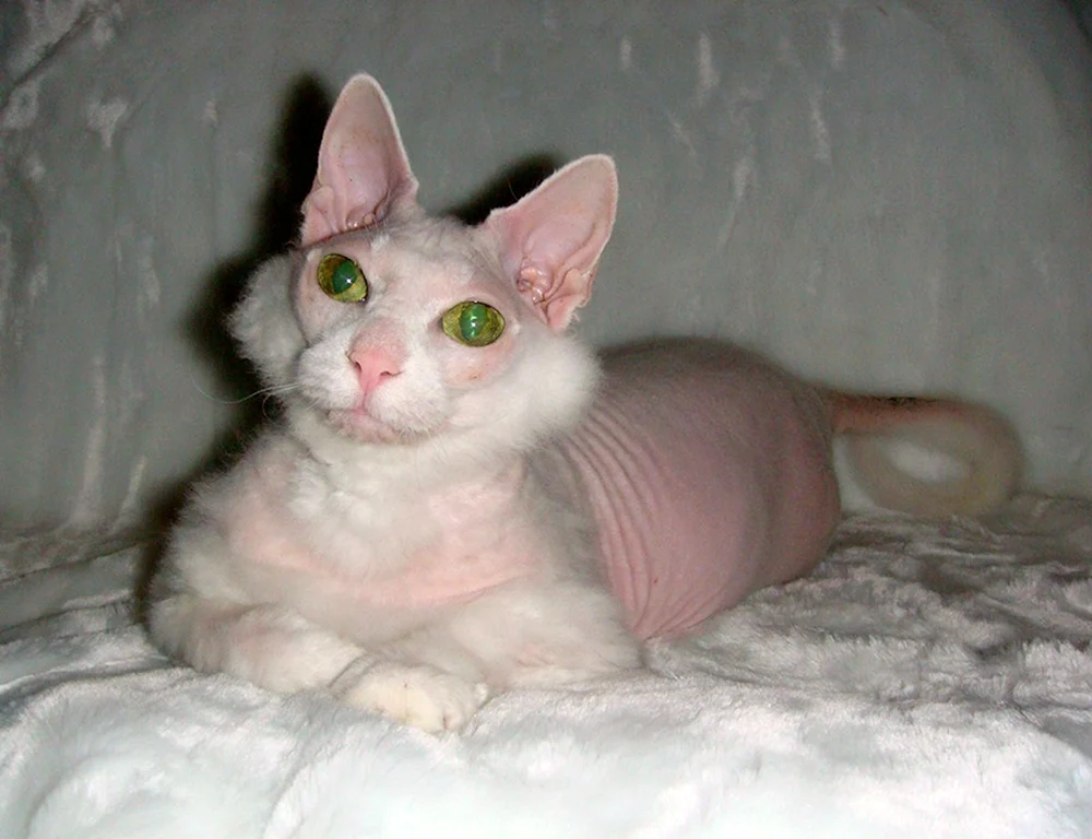 Don Sphynx Velours-BHs