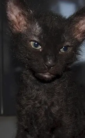 Don Sphynx Pinsel schwarz