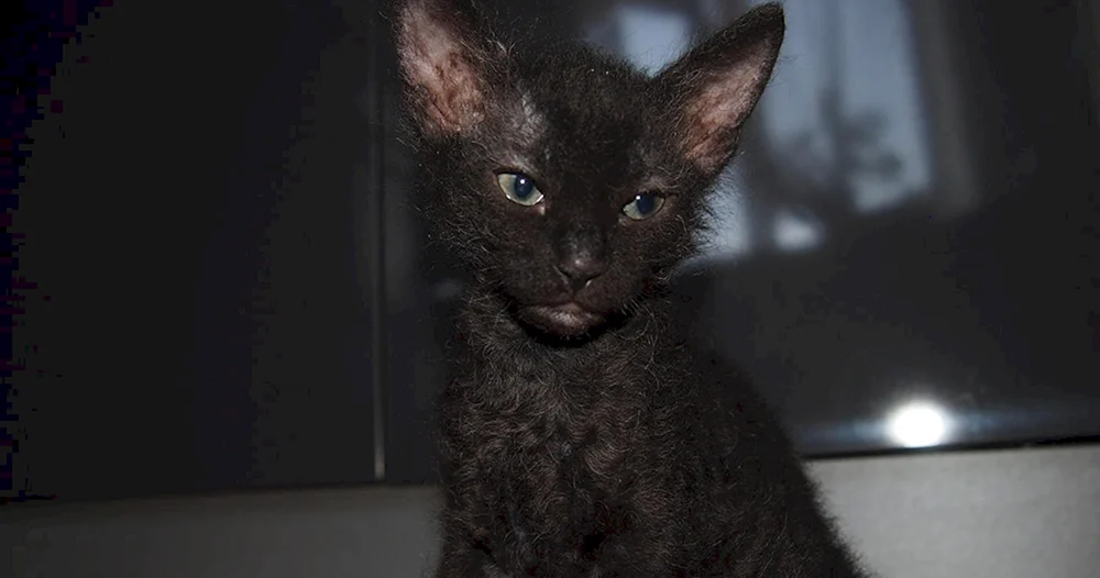 Don Sphynx Pinsel schwarz