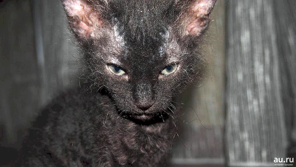 Don sphynx velour brash