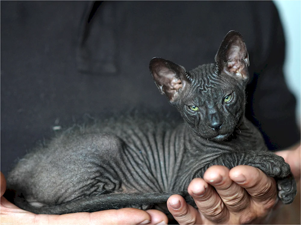 Don Sphynx gestromt schwarz