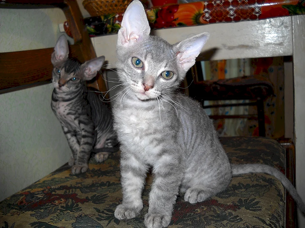 Don Sphynx bras schwarz