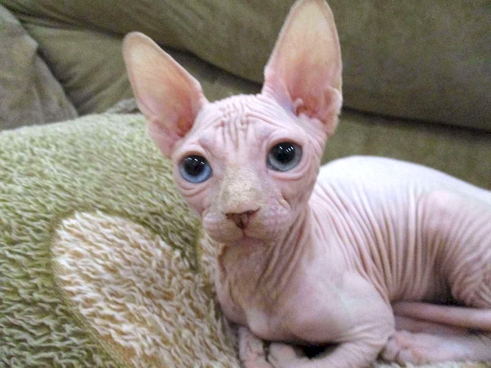 Sphynx brash