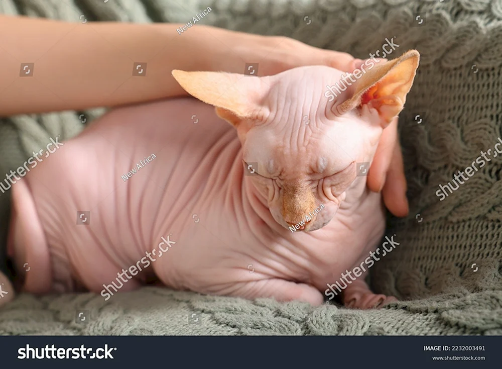 Don Sphinx und Canadian Sphinx Unterschiede