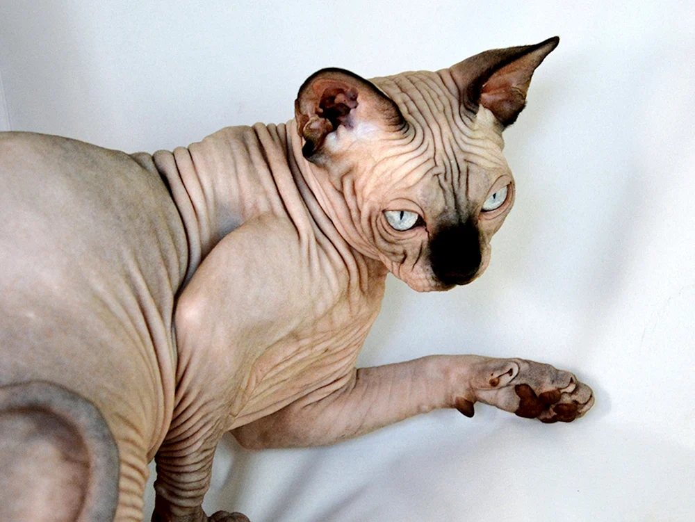 Kanadische sphynx bicolour