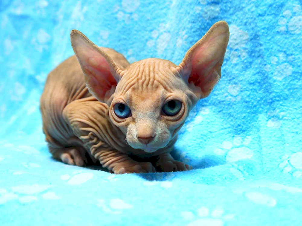 Devon rex Katze