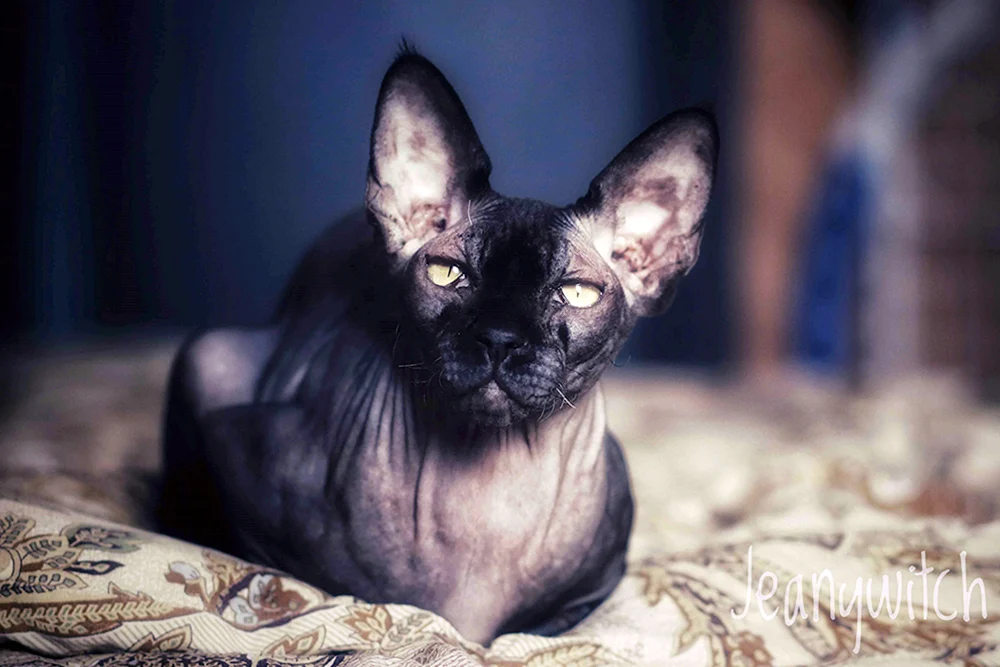Don sphynx Katze
